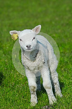 Cute lamb in spring