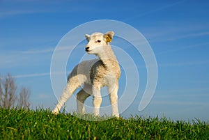 Cute lamb in spring