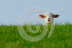 Cute lamb in spring
