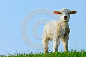 Cute lamb in spring