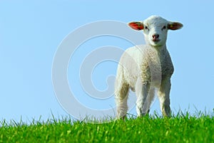 Cute lamb in spring photo