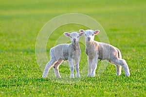 Cute lambs