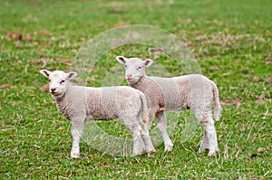 Cute Lambs