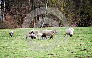 Cute lambs with adult sheeps in the winter field