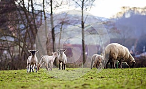 Cute lambs with adult sheeps in the winter field