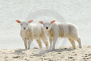 Cute lambs on the beach in spring