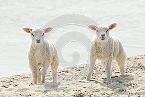 Cute lambs on the beach in spring