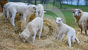 Cute lambs close up