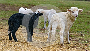 Cute lambs close up