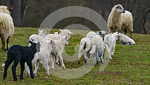 Cute lambs close up