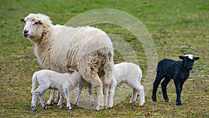 Cute lambs close up