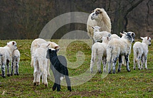 Cute lambs close up