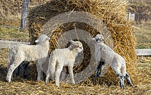 Cute lambs on a farm