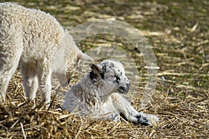 Cute lambs on a farm