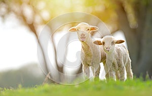 Cute lambs on field in spring