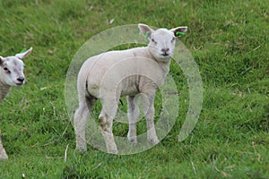 Cute lambs plays on the grass at meadows in springtime season in the Netherlands. .