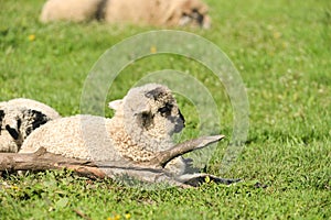 Cute lambs sleep down in the meadow