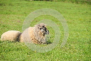 Cute lambs sleeping down in the meadow after a good meal