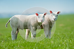 Cute lambs in spring