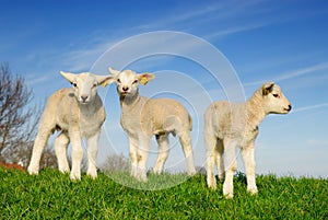Cute lambs in spring photo
