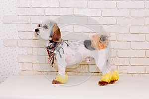 Cute lap dog with a creative hairstyle after grooming on white brick wall background