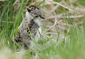 A cute Lapwing chick, Vanellus vanellus, standing in the long grass in the moorlands of Durham, UK.