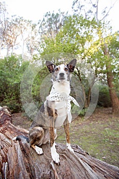 Cute large mixed breed dog in a forest