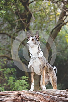Cute large mixed breed dog standing on a log in a forest