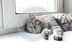 A cute lazy cat lying near window