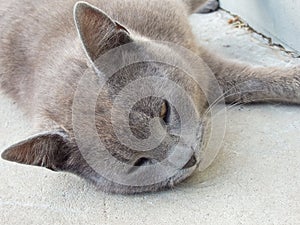 Cute lazy cat oudoors. The gray British cat beautifully lies outdoors