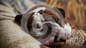 Cute lazy English bulldog sleeping on the couch and snore. Doggy see dreams. Domestic animal and pet concept. Purebred