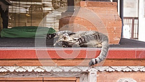 Cute and lazy gray stray cat sleeping upside down in a funny posture, outside of a Balinese Temple