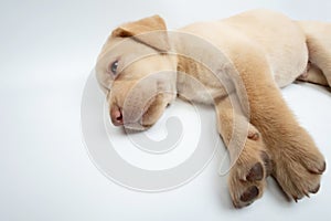 Cute lazy laying labrador puppy