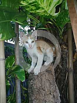 Cute lazy puppy cat Life and style at Thailand`s top tourist attractions