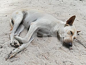 Cute lazy puppy dog Life and style at Thailand`s Top Tourist Attractions