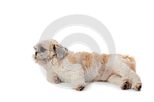 Cute lazy shih tzu dog lying on the floor