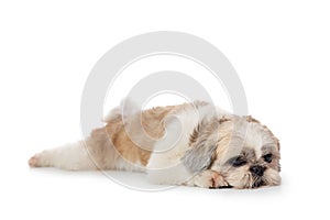 Cute lazy shih tzu dog lying on the floor