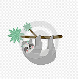 Cute lazy sloth hanging on tree branch isolated