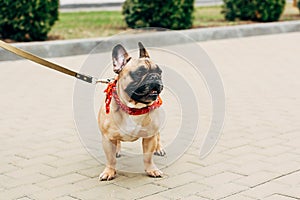 Cute and leashed purebred french bulldog in red scarf on street.