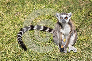 Cute Lemur is eating carrot. Farma of Rhodes - Petting Zoo photo