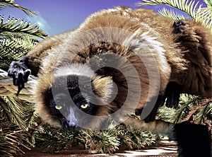 Cute lemur playing on rope