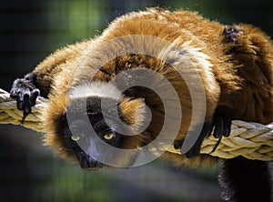 Cute lemur playing on rope