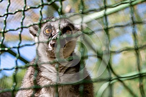 Cute lemur (ring-tailed lemur, Lemur catta) resting in the sun rays while sitting in an enclosure at the zoo