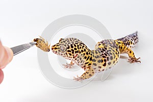 Cute leopard gecko Eublepharis Macularius eats cockroach on a white background.