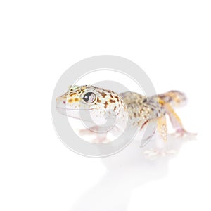 Cute Leopard Gecko on a white background