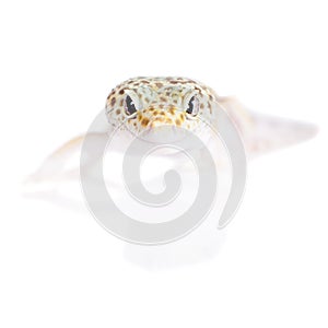 Cute Leopard Gecko on a white background