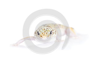 Cute Leopard Gecko on a white background