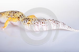 Cute Leopard Gecko on a white background