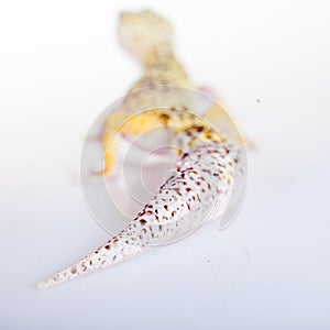 Cute Leopard Gecko on a white background