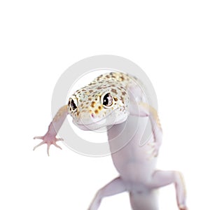 Cute Leopard Gecko on a white background